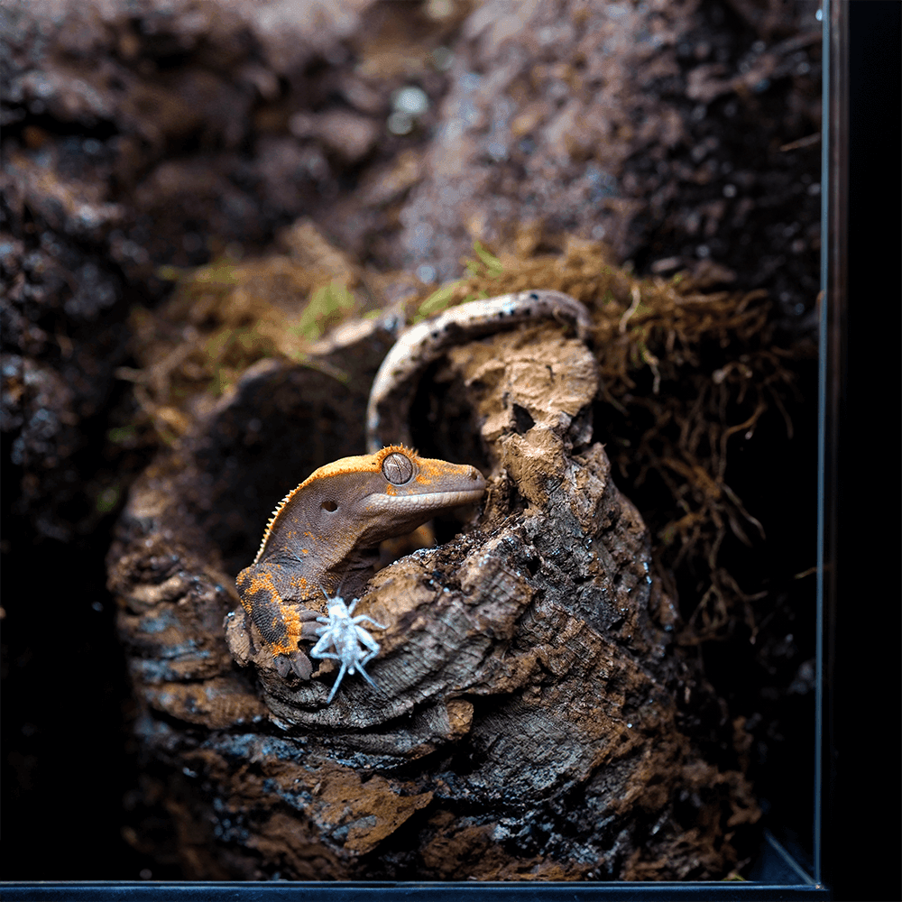 Crested Gecko Starter Kit Installation
