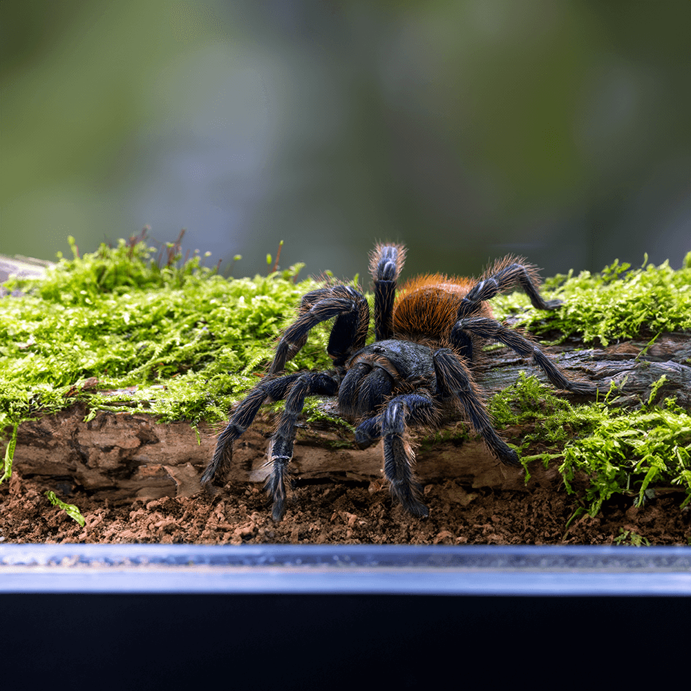 Insect and Arachnid Starter Kit Installation