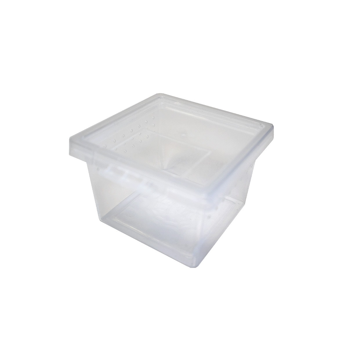 Swell Spiderling Box - 6.5 x 6.5 x 5cm