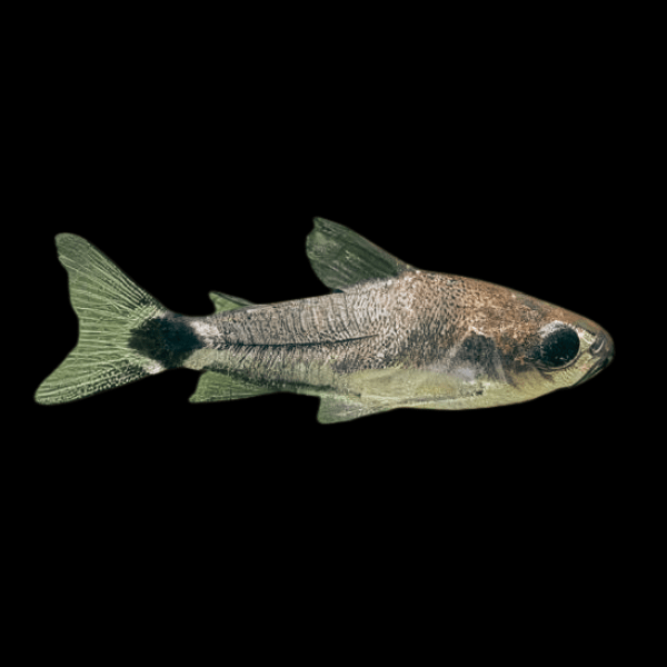 Tail Spot Dwarf Corydoras Hastatus 2cm Catfish