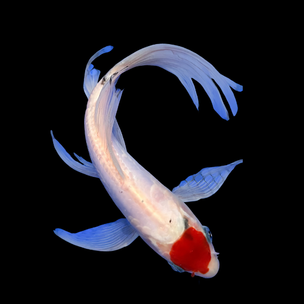 Tancho Butterfly Classic Koi Carp Cyprinus Carpio