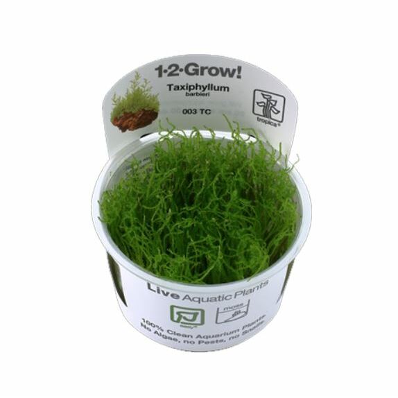 Tropica Taxiphyllum barbieri 1-2-Grow!