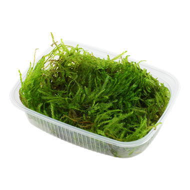 Tropica Taxiphyllum 'Spiky' Moss Portion