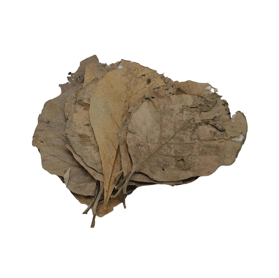 Betta Choice Teak Leaves