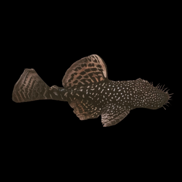 Temminckii Bristlenose Pleco Ancistrus Temminckii 5cm