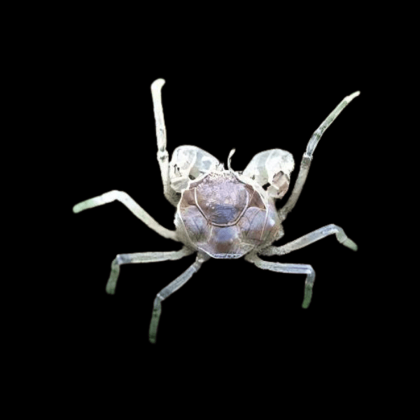 Thai Micro Crab Limnopilos Naiyanetr 1cm