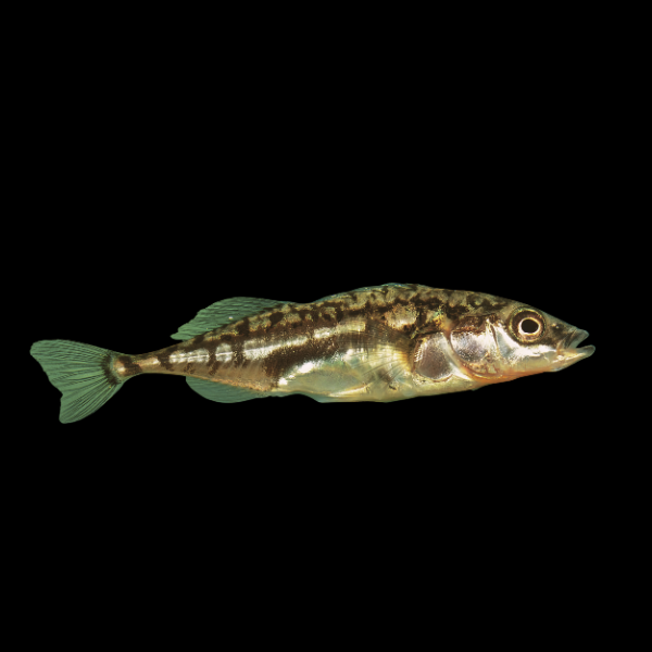 Three Spined Stickleback Gasterosteus Aculeatus 3cm