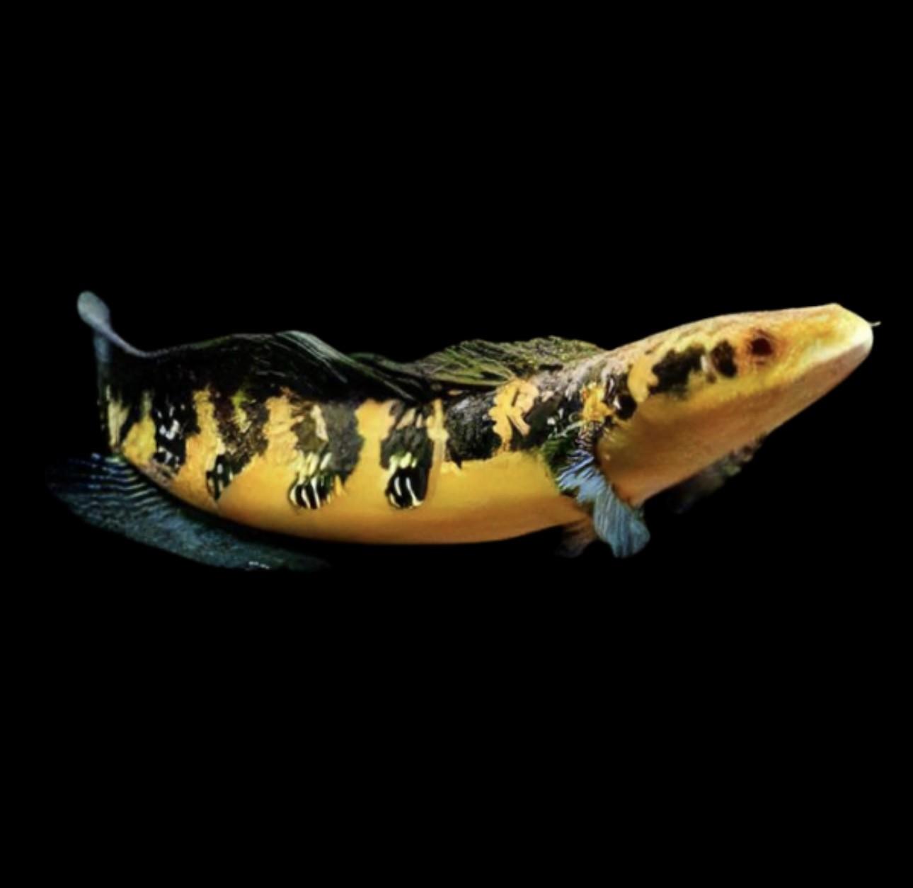 Sentarum Maru Yellow Snakehead Ophicephalus Marulioides Bleeker 8cm