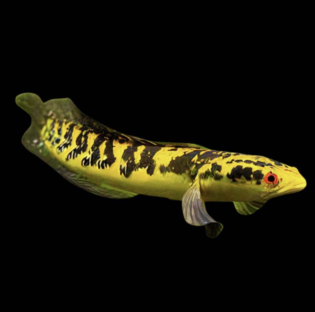 Raiu Yellow Emperor Snakehead Channa Marulioidis 10cm