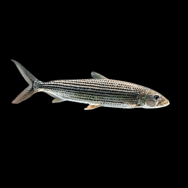 African Brevis Tiger Fish Hydrocynus Brevis