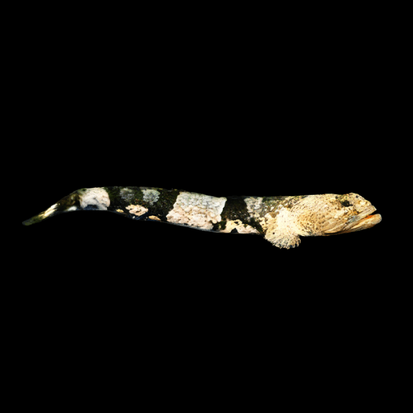 Tiger Goby Schismatogobius Ampluvinculus 3cm