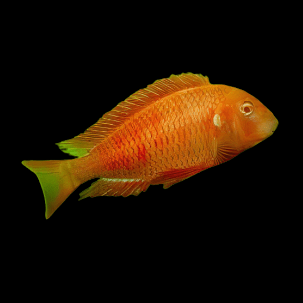 Tropheus Chipimbi Albino Tanganyikan African Cichlids 4cm