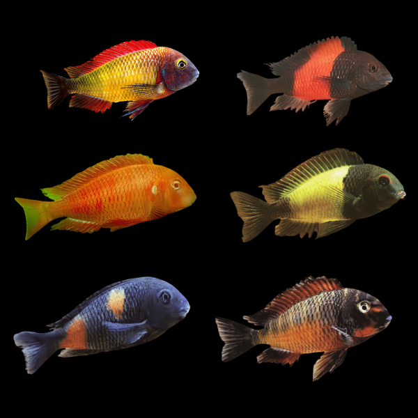 Assorted Tropheus Tanganyikan African Cichlids 4cm