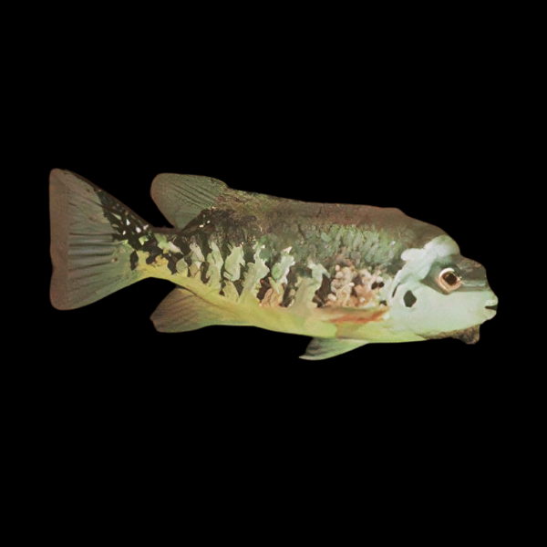Tuba Mesoamerican Cichlid Tomocichla Tuba 5cm