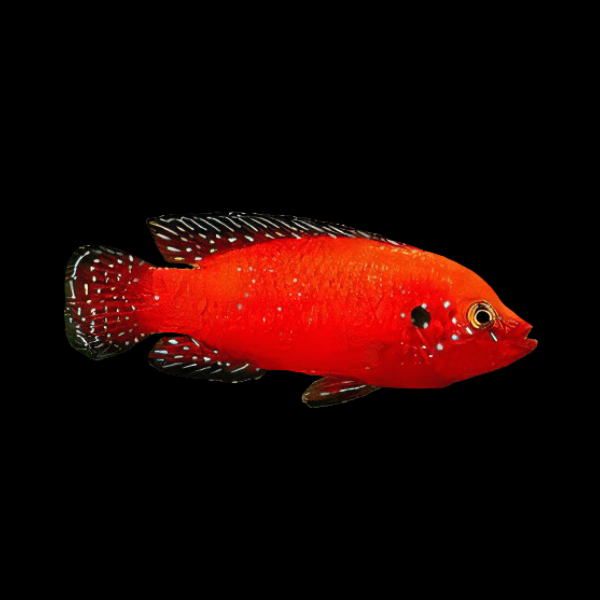 Turkana Jewel Cichlid Hemichromis Exsul 5cm