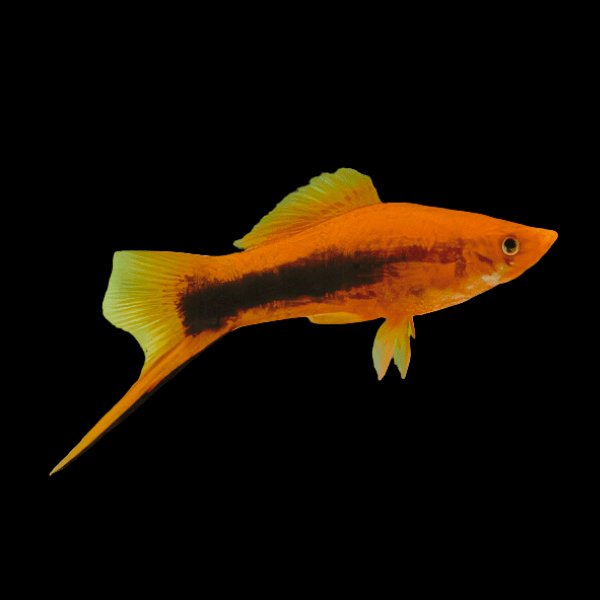 Tuxedo Swordtail Xiphophorus Hellerii 3cm