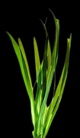 Five Bunched Plants Green Giant Vallis Plant Vallisneria Gigantea