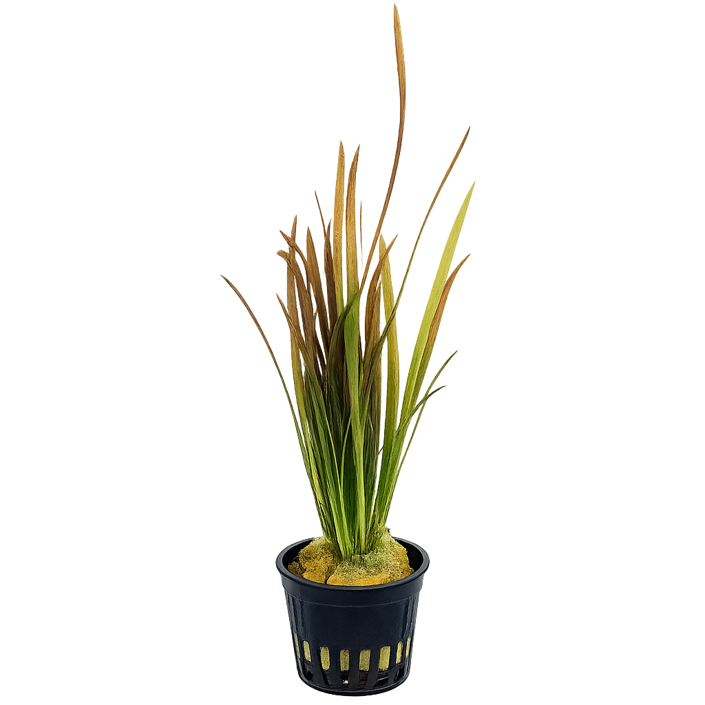 Five Bunched Plants Red Straight Vallis Vallisneria Spirallis