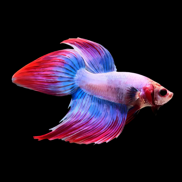 Veiltail Betta - 3cm