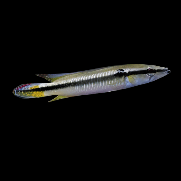 Venezuelan Black Line Pike Cichlid Crenicichla Sp Venezuela 8cm