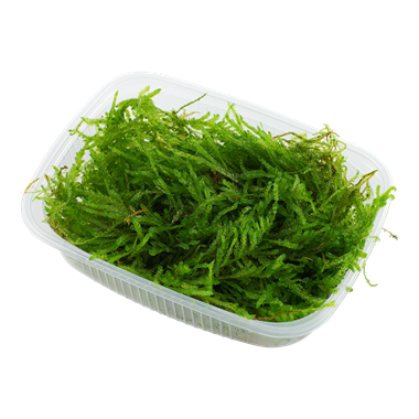 Tropica Vesicularia ferriei 'Weeping' Moss Portion