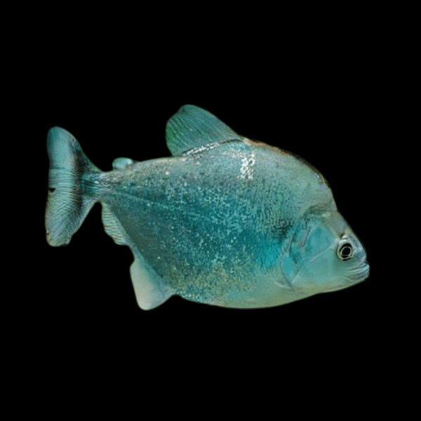 Violet Line Gerys Piranha Serrasalmus Geryi 10cm