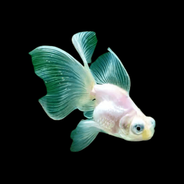 Giant White Telescope Moor Grade AA Carassius Auratus