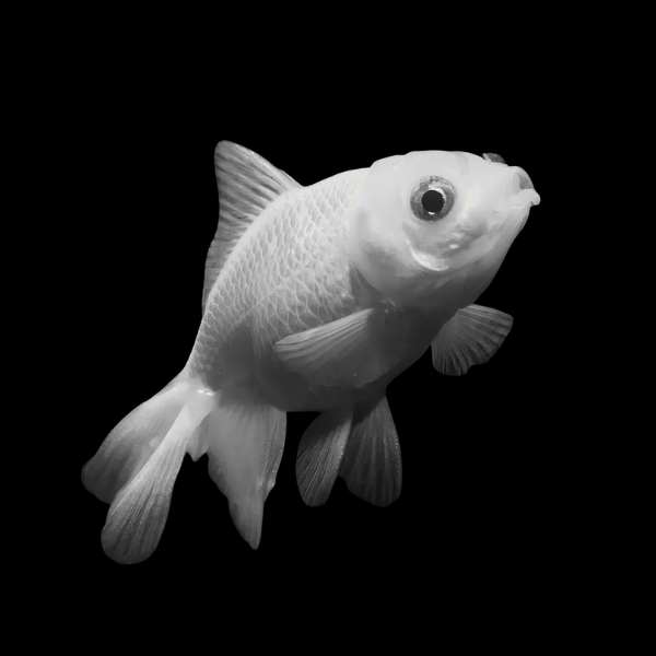 White Wakin Goldfish