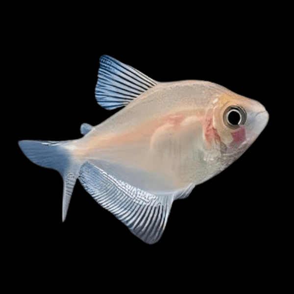 White Widow Tetra Gymnocorymbus Ternetzi 2cm