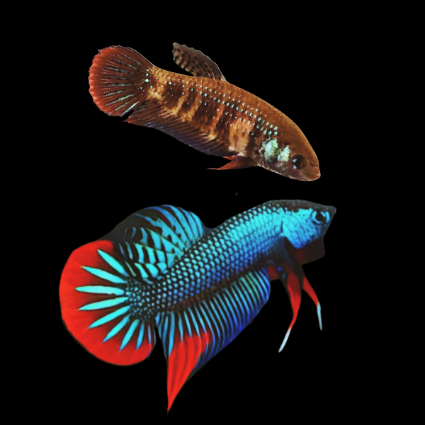 Wild Betta Male & Female Pairs - 3cm