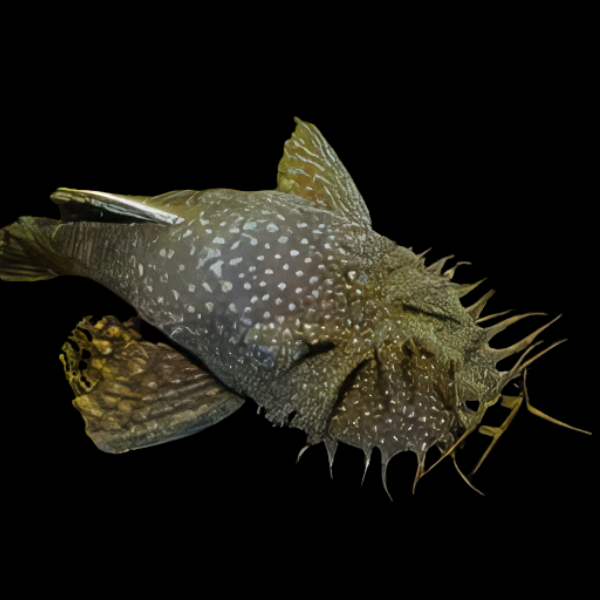 Wild Bristlenose Pleco Ancistrus