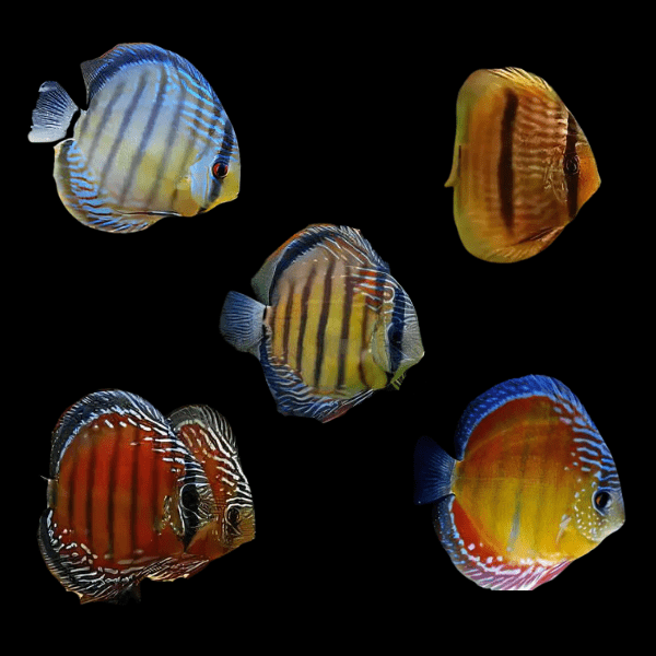 Wild Discus 10cm