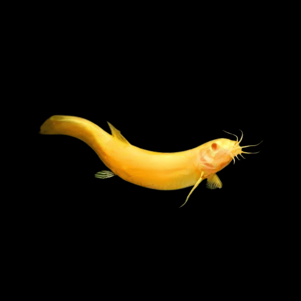 <em>Images for illustration purposes only. Exact colours, patterns, and size may vary between individuals.</em>