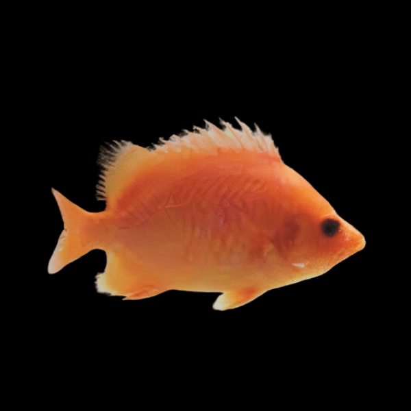 Xanthic Golden Datnoid 10cm