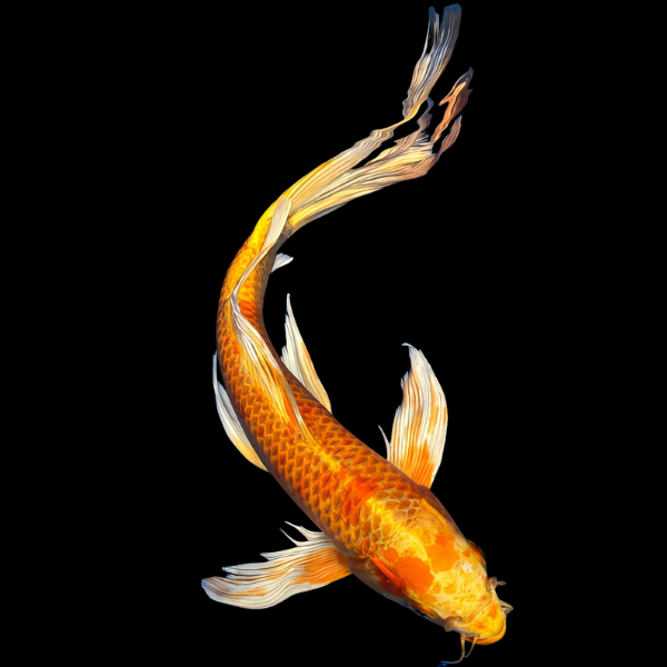 Yamabuki Butterfly Classic Koi Carp Cyprinus Carpio