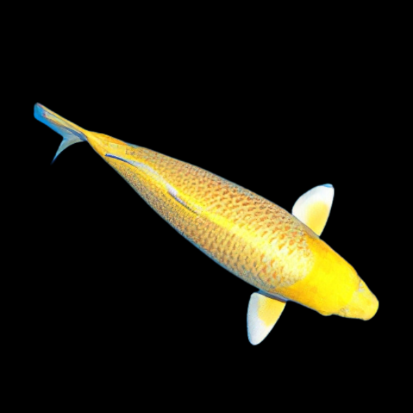 Yamabuki Classic Koi Carp Cyprinus Carpio