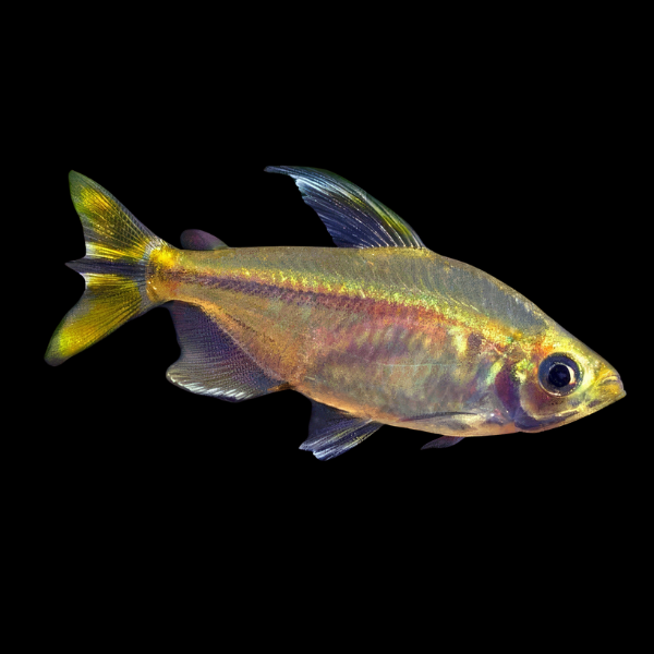 Yellow Congo Tetra Phenacogrammus Interruptus - 4cm
