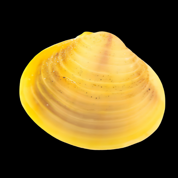 Yellow Freshwater Clam Corbicula Fluminea 4cm