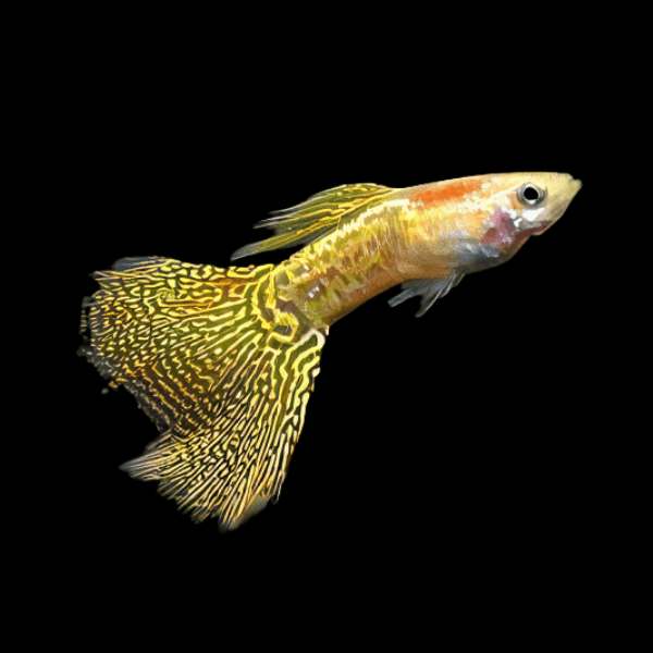 Yellow King Cobra Male Guppy Poecilia Reticulata 3cm