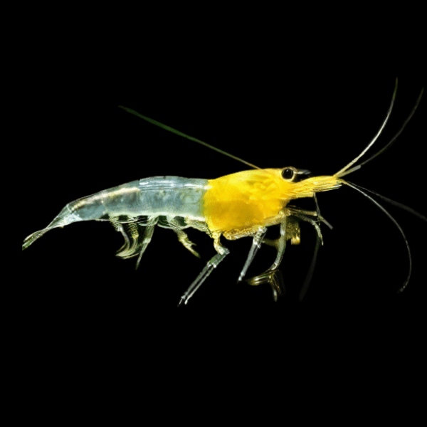 Yellow Rili Shrimp Neocaridina 2cm