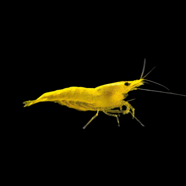 Yellow Sakura Shrimp Neocaridina Heteropda 2cm