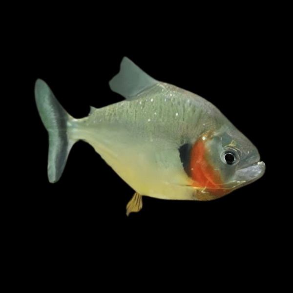 Yellow Tiger Piranha Serrasalmus Humeralis 10cm