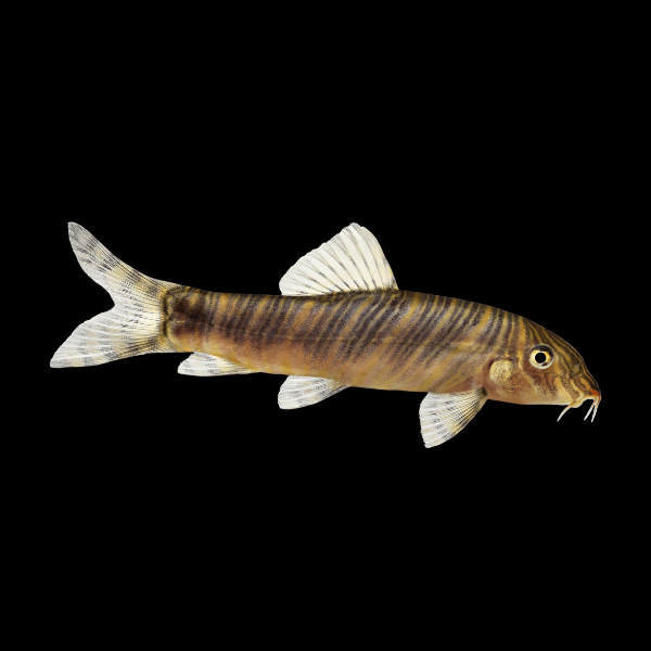 Zebra Candy Stripe Loach Botia Striata 4cm