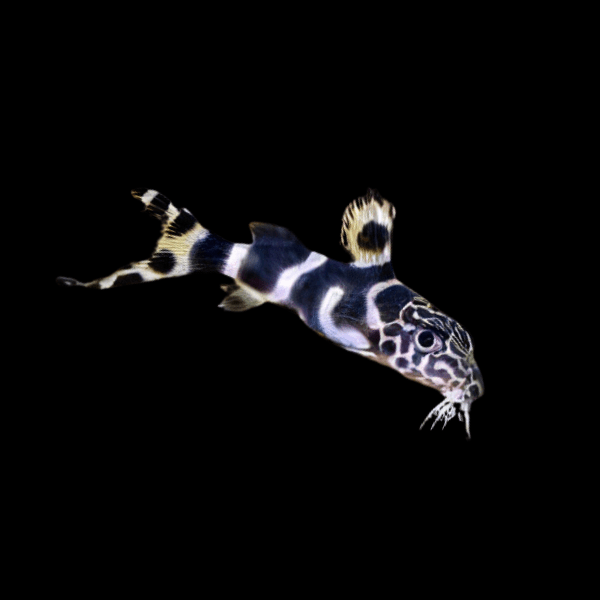 Zebra Hybrid Catfish Synodontis Sp 4cm