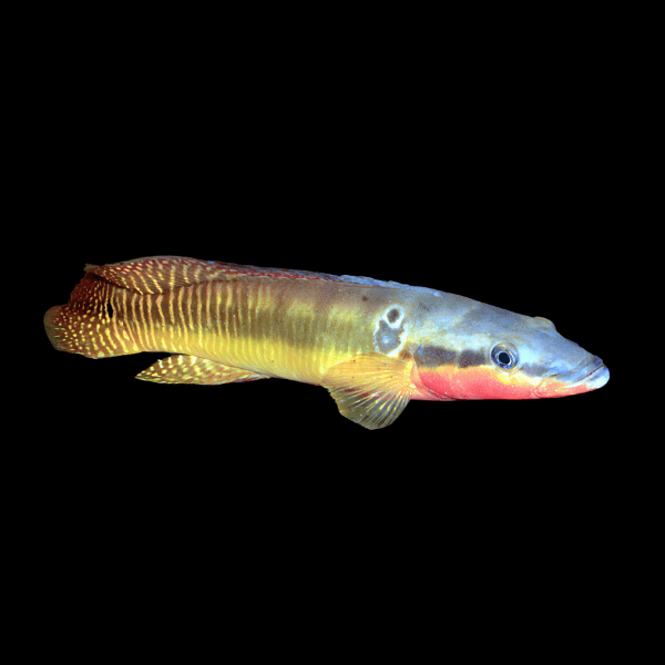 Zebrina Pike Cichlid Crenicichla Zebrina