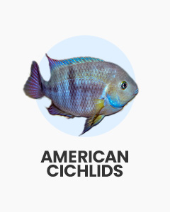 American Cichlids, colourful tropical fish, buy fish online from Swell UK, fast, specialist delivery