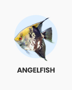 Angelfish, great community fish, buy fish online from Swell UK, fast, specialist delivery