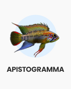 Apistogrammas, interesting dwarf cichlids, buy fish online from Swell UK, fast, specialist delivery