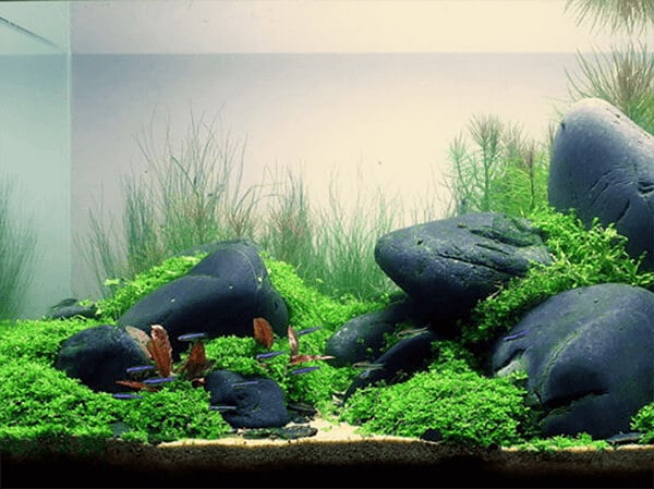 Help guide: How to get rid of algae in a fish tank naturally