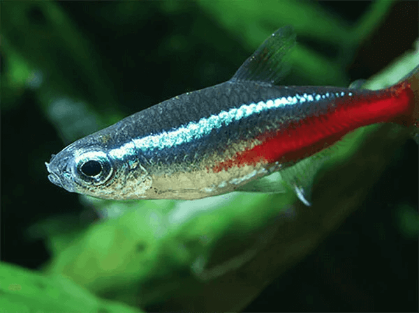 Help guide: Best tropical fish for aquariums